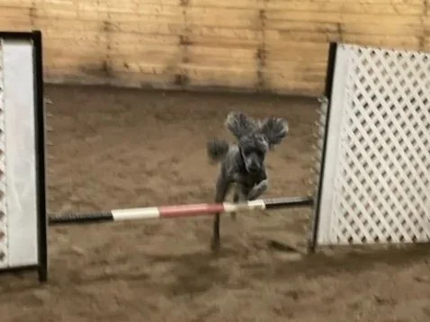 Prairie Dawgs Kuro jump