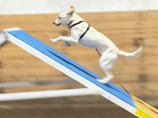 Frame+Molly1.jpg