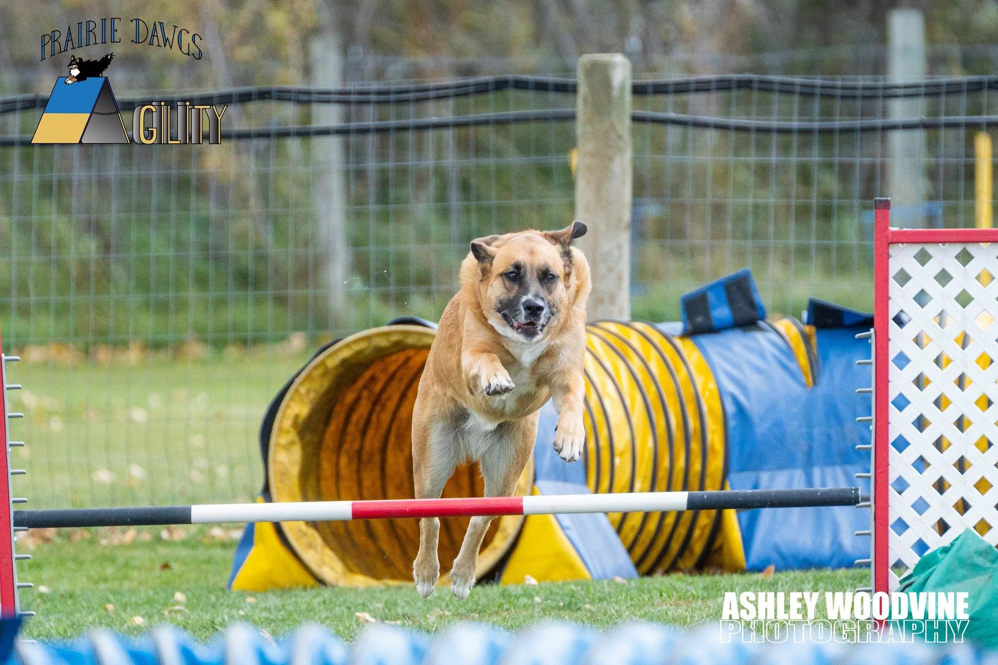 Prairie Dawgs Frejya Jump
