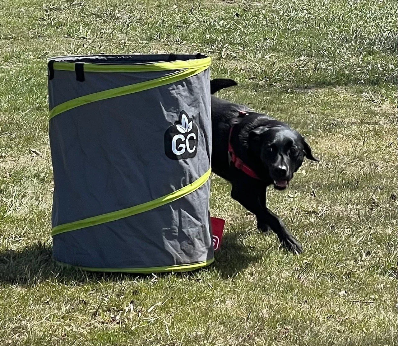 Lab Barrel.jpg