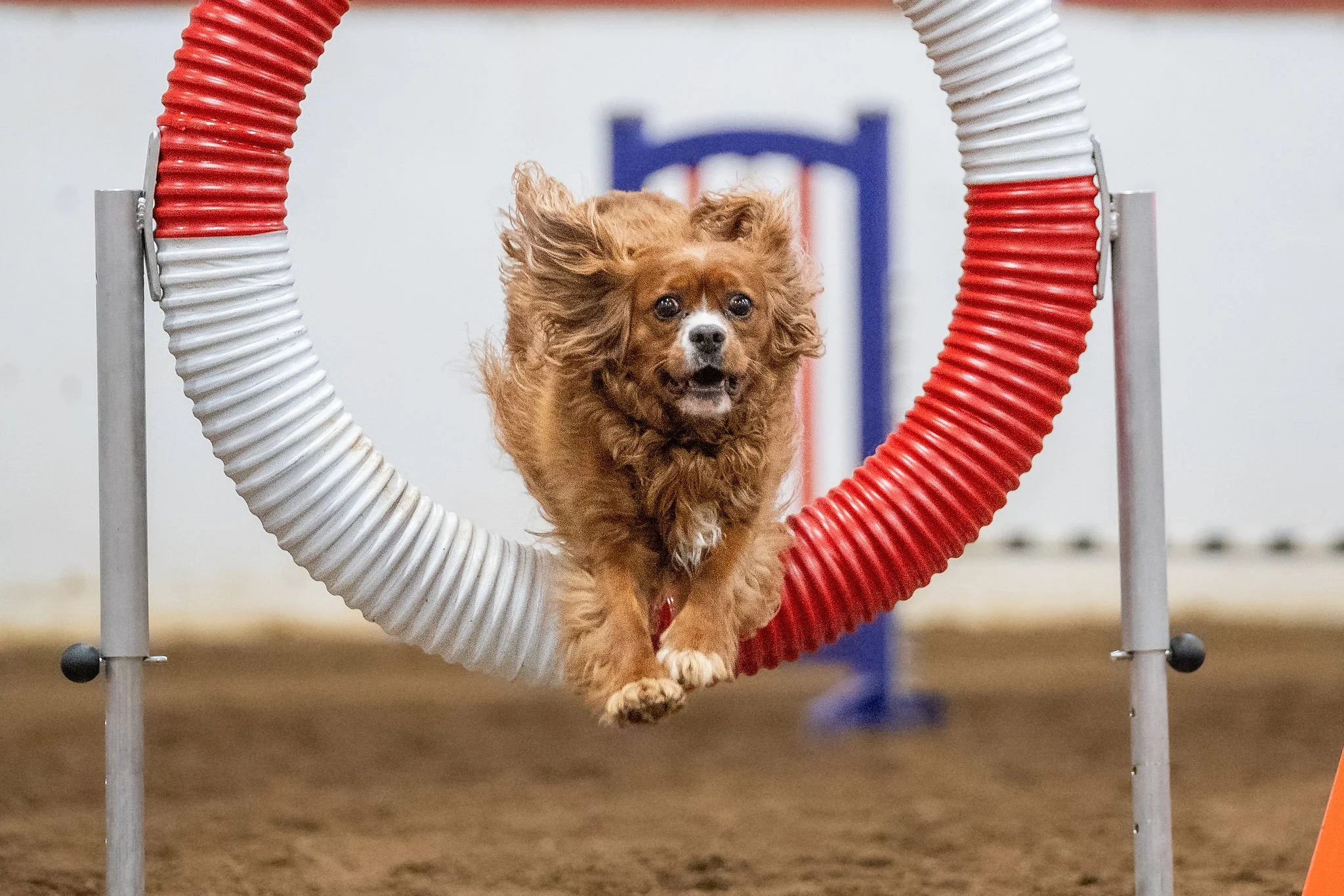Prairie Dawgs Kipper Tire
