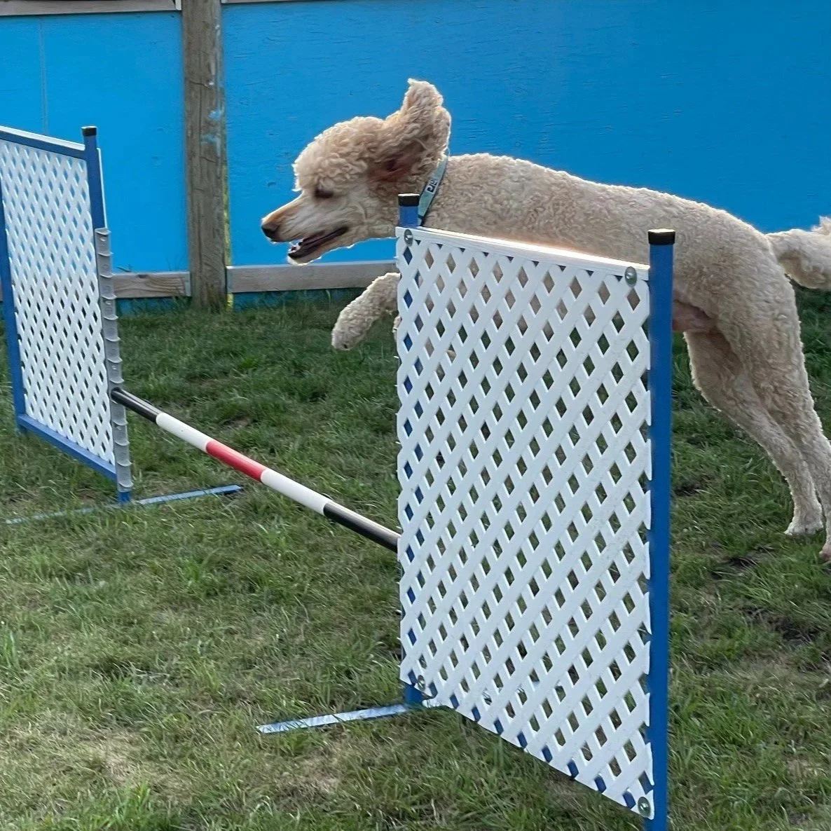 Poodle+AJax+jump.jpg