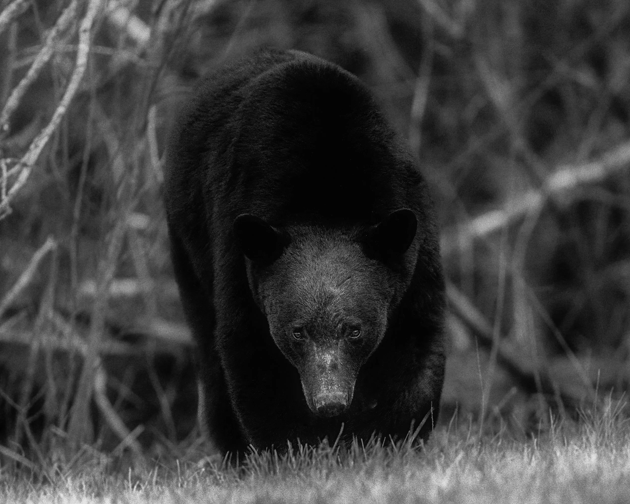 _DRS1622-Edit-Edit-2-Edit-2low res.jpg