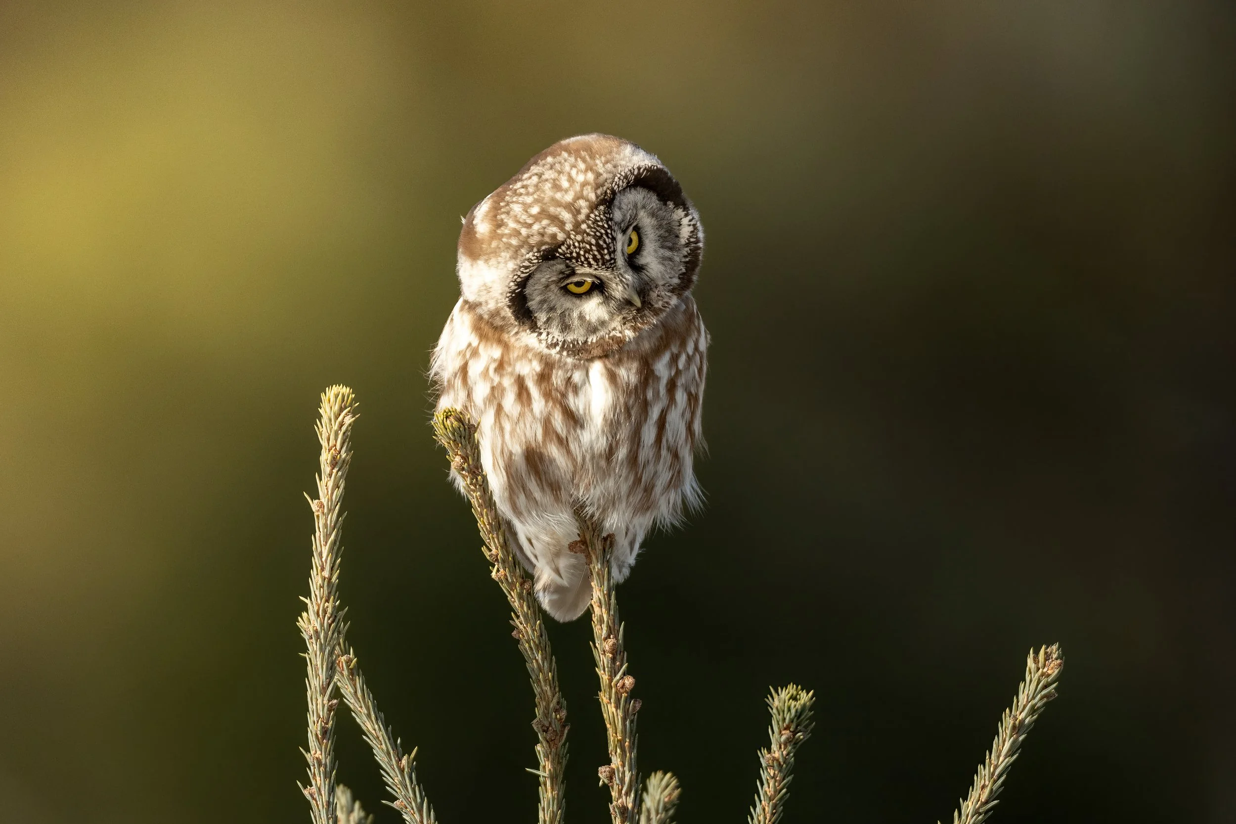 DSC03123-Editlow res.jpg