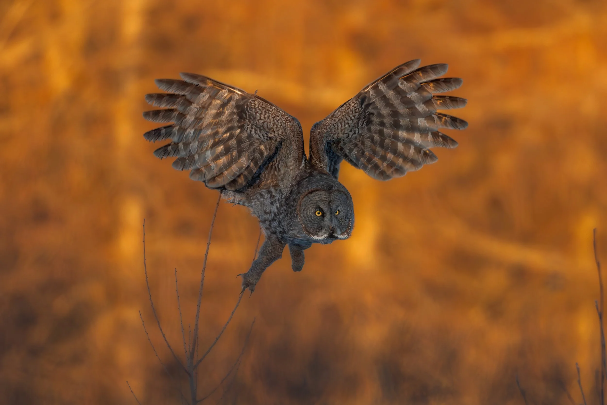 DSC01464-Enhanced-NR-Editlow res.jpg