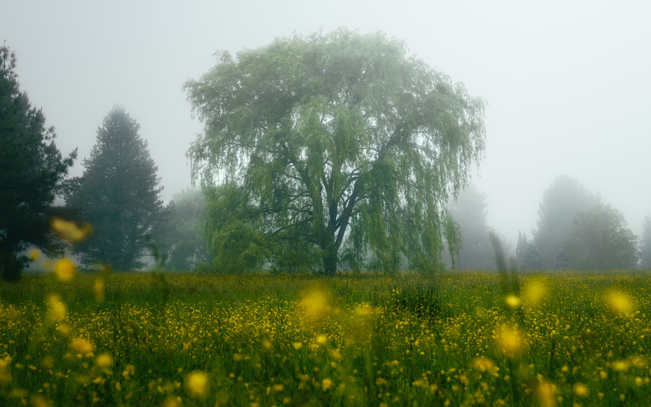 _DRS0117fog-Edit copynew tone down copy.jpg