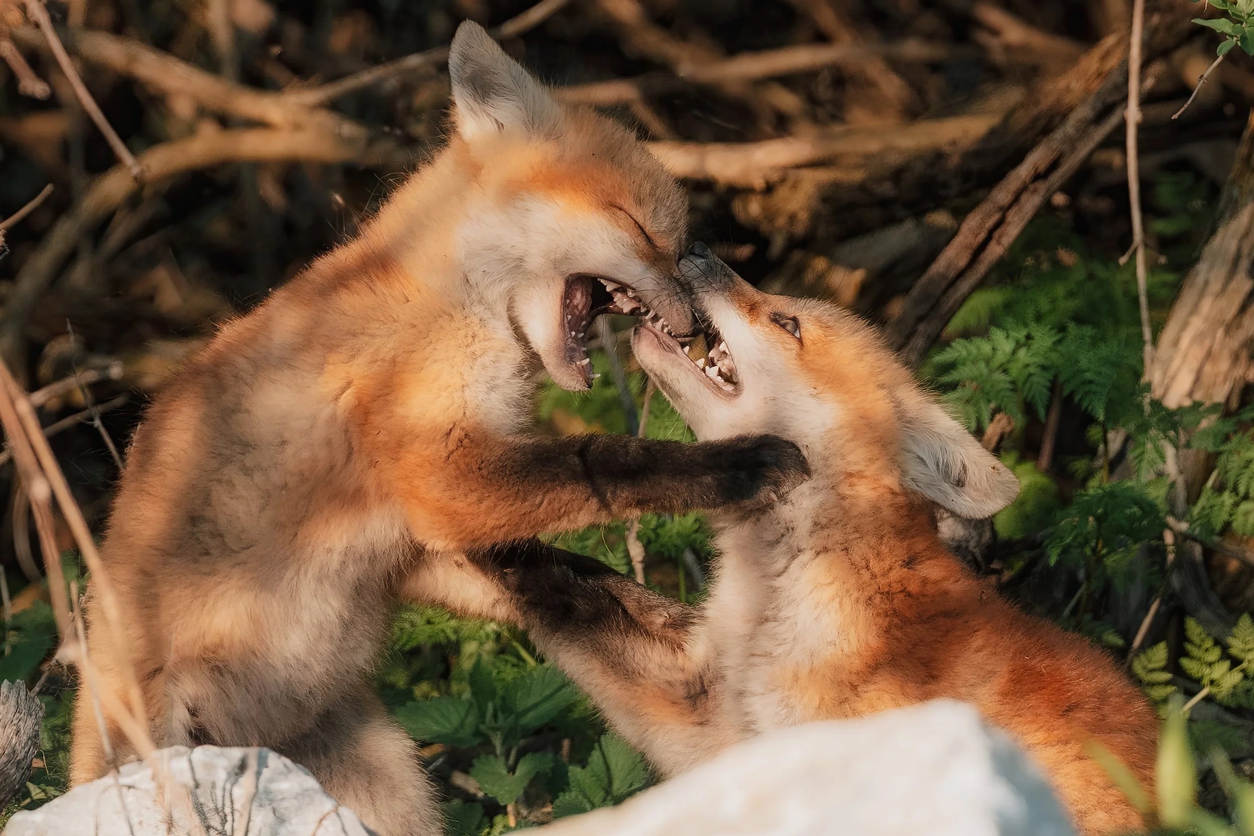 fox986-Edit-Editlow res.jpg