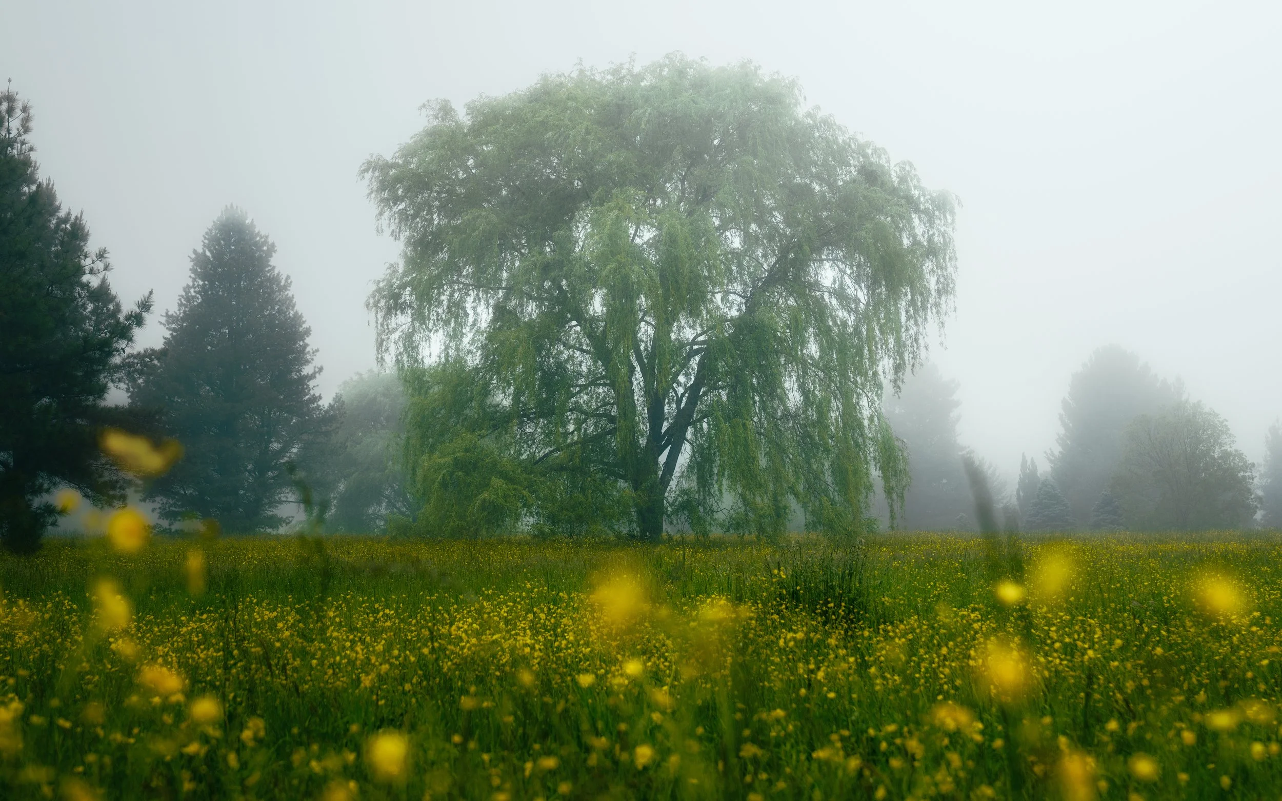 _DRS0117fog-Edit copynew tone down copy.jpg