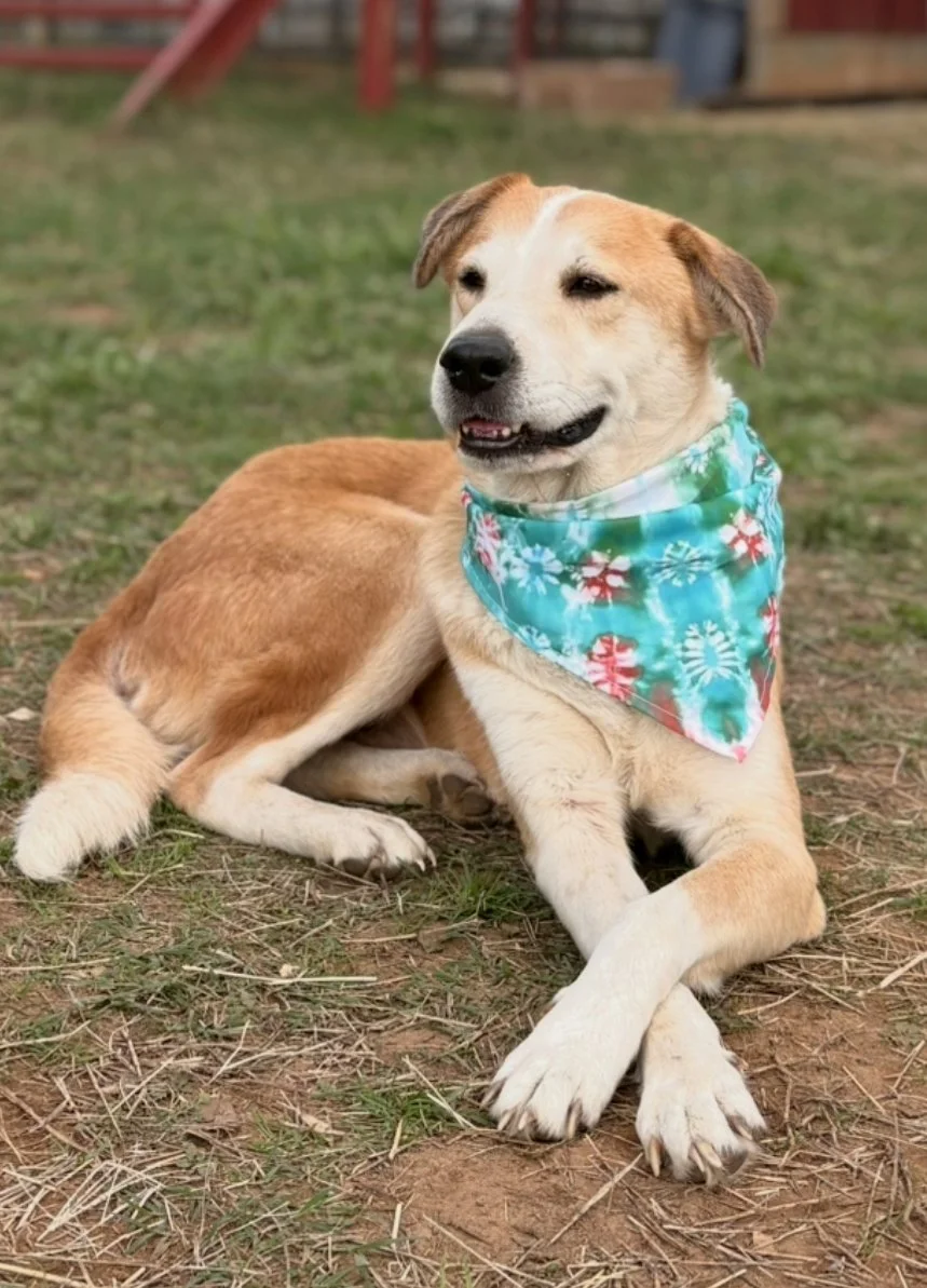 A dog lying on the grass, wearing a festive bandana with a holiday pattern, outdoors near a red fence.