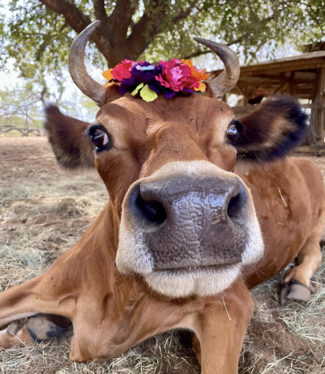 A close-up of a brown cow with a flower crown on its head, lying on the ground with a tree and a wooden structure in the background.