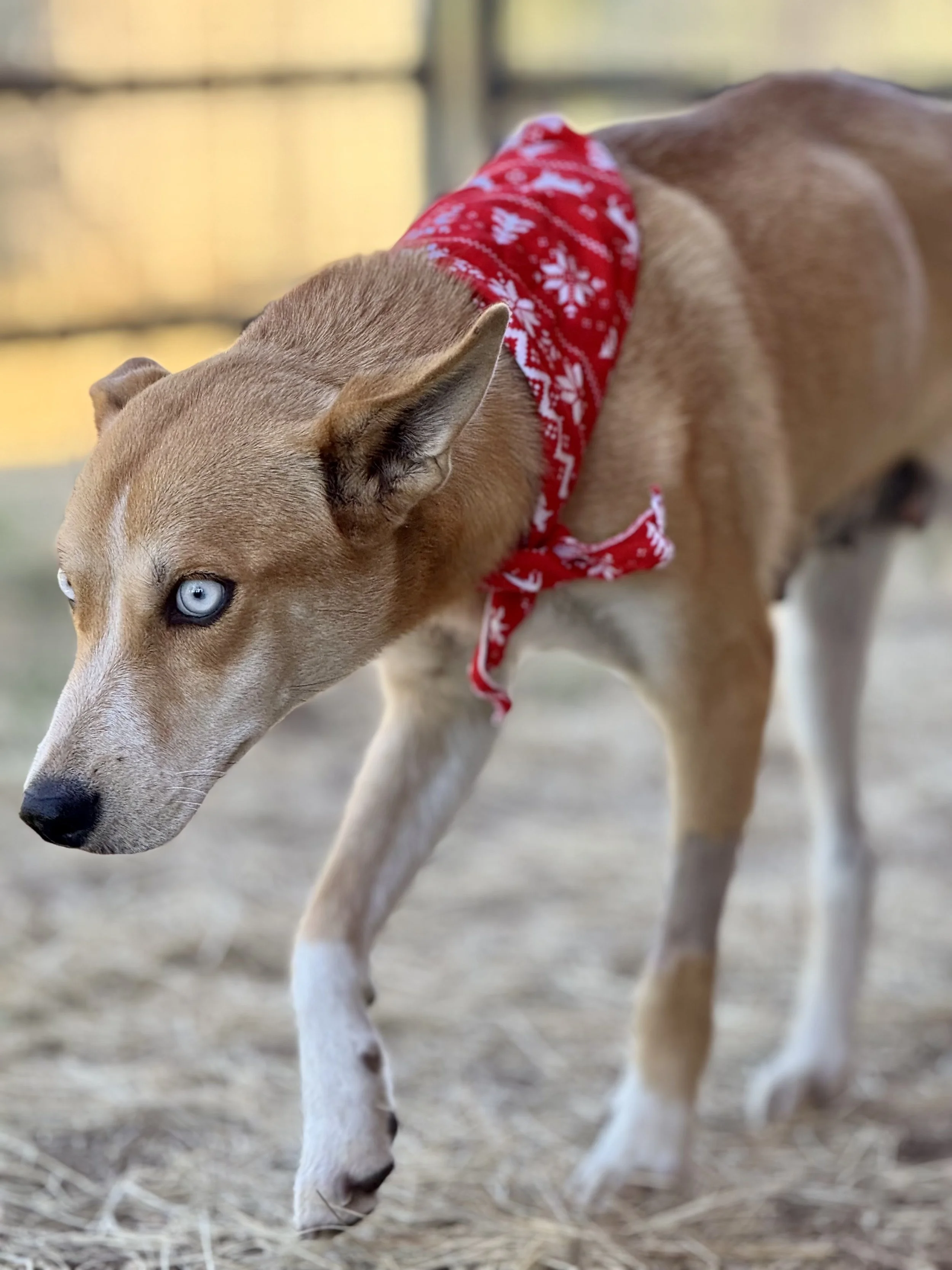 A dog with blue eyes wearing a red bandana with white snowflake patterns, walking on a sandy surface with a blurred fence in the background.