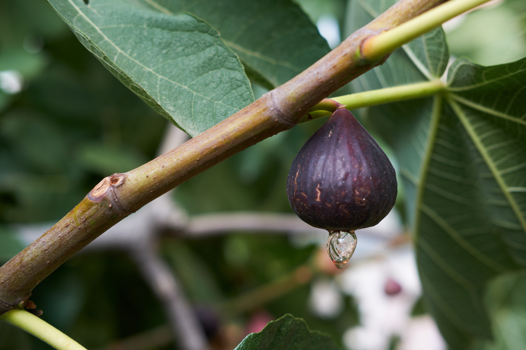 The Little Fig That Could