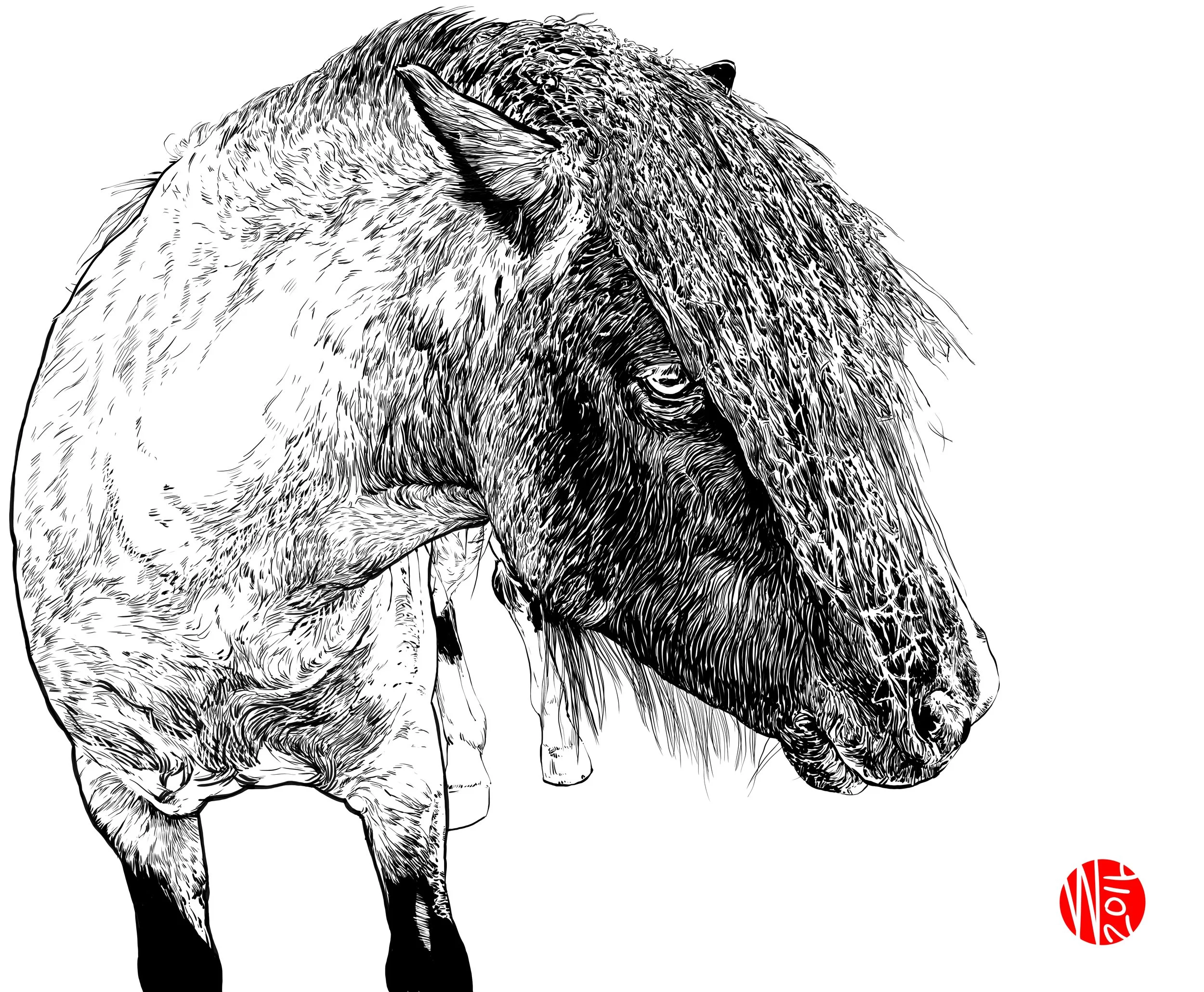 horse.jpg