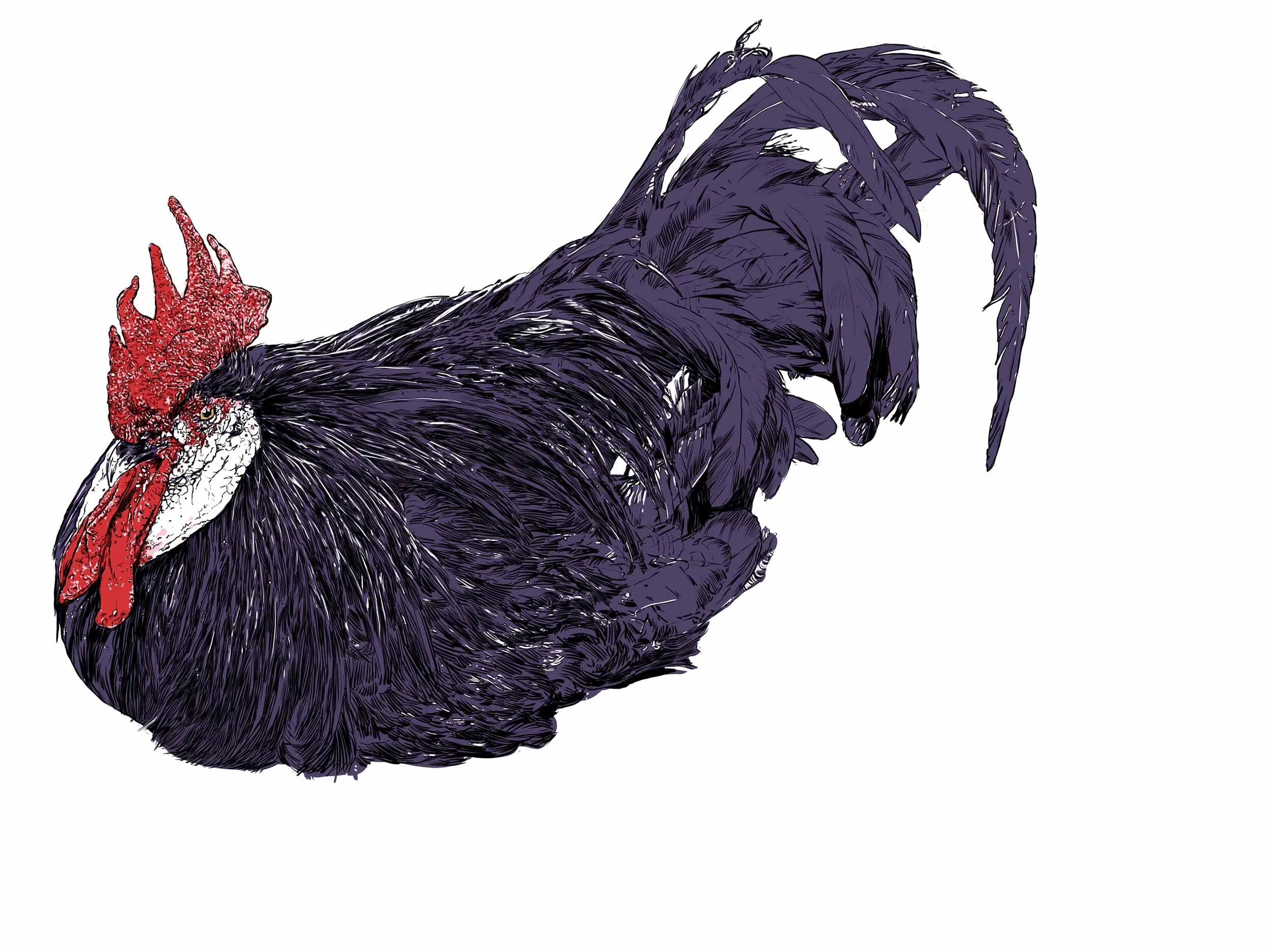 blackRooster.jpg
