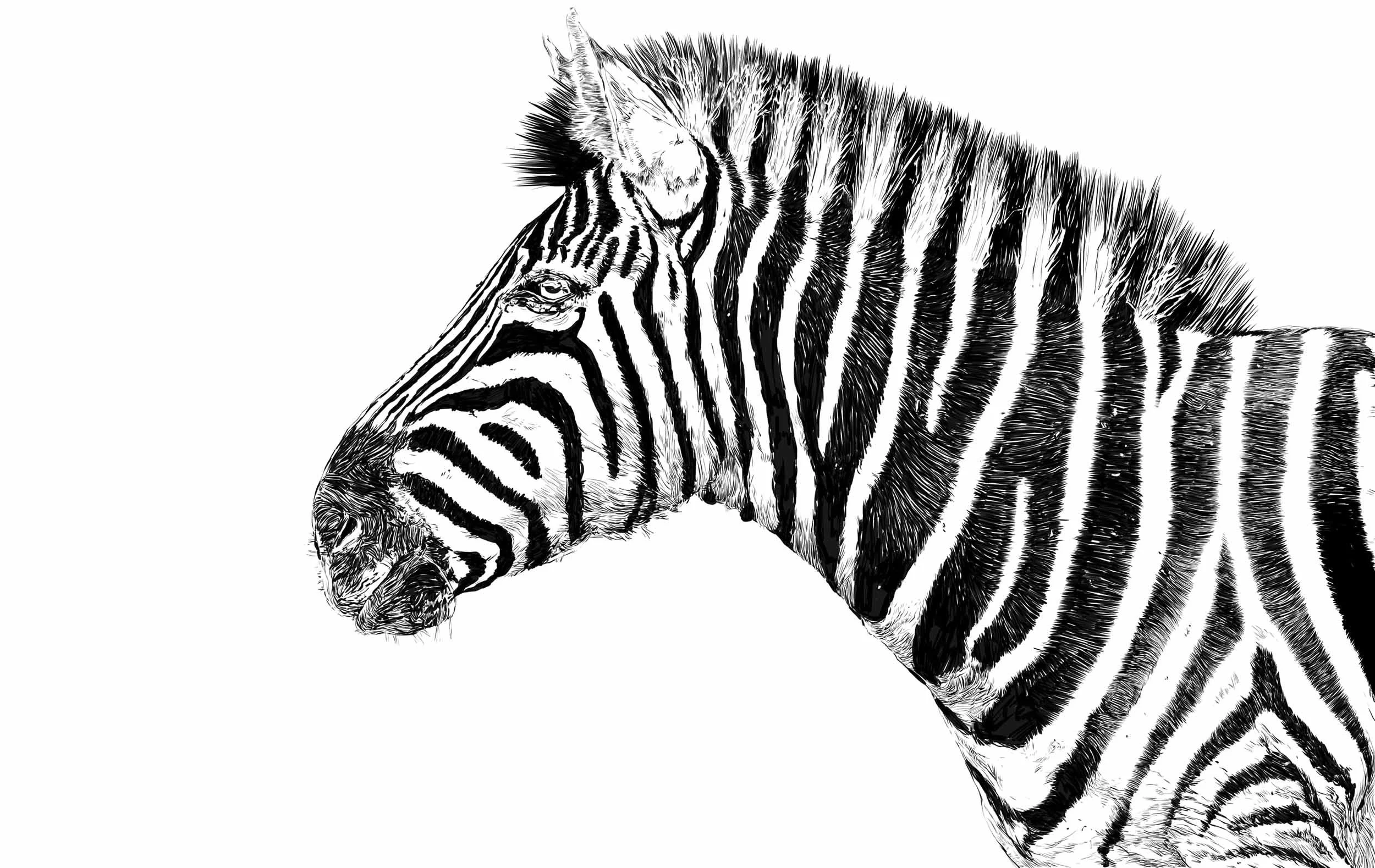 zebra.jpg