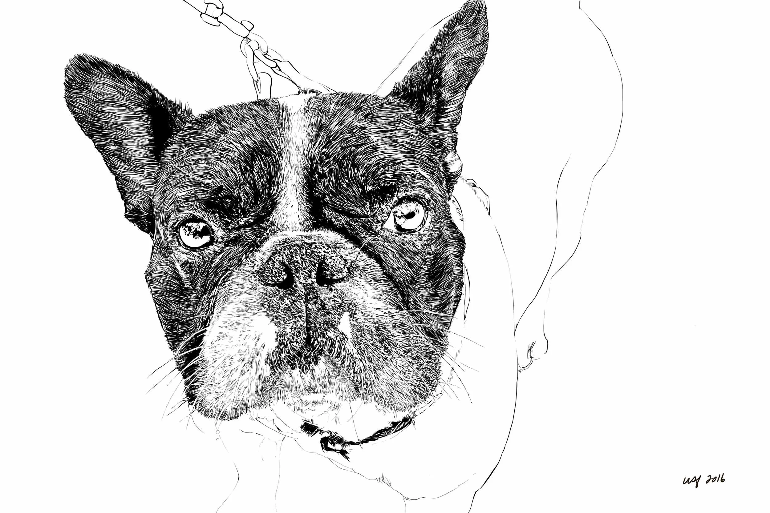 frenchBulldog.jpg
