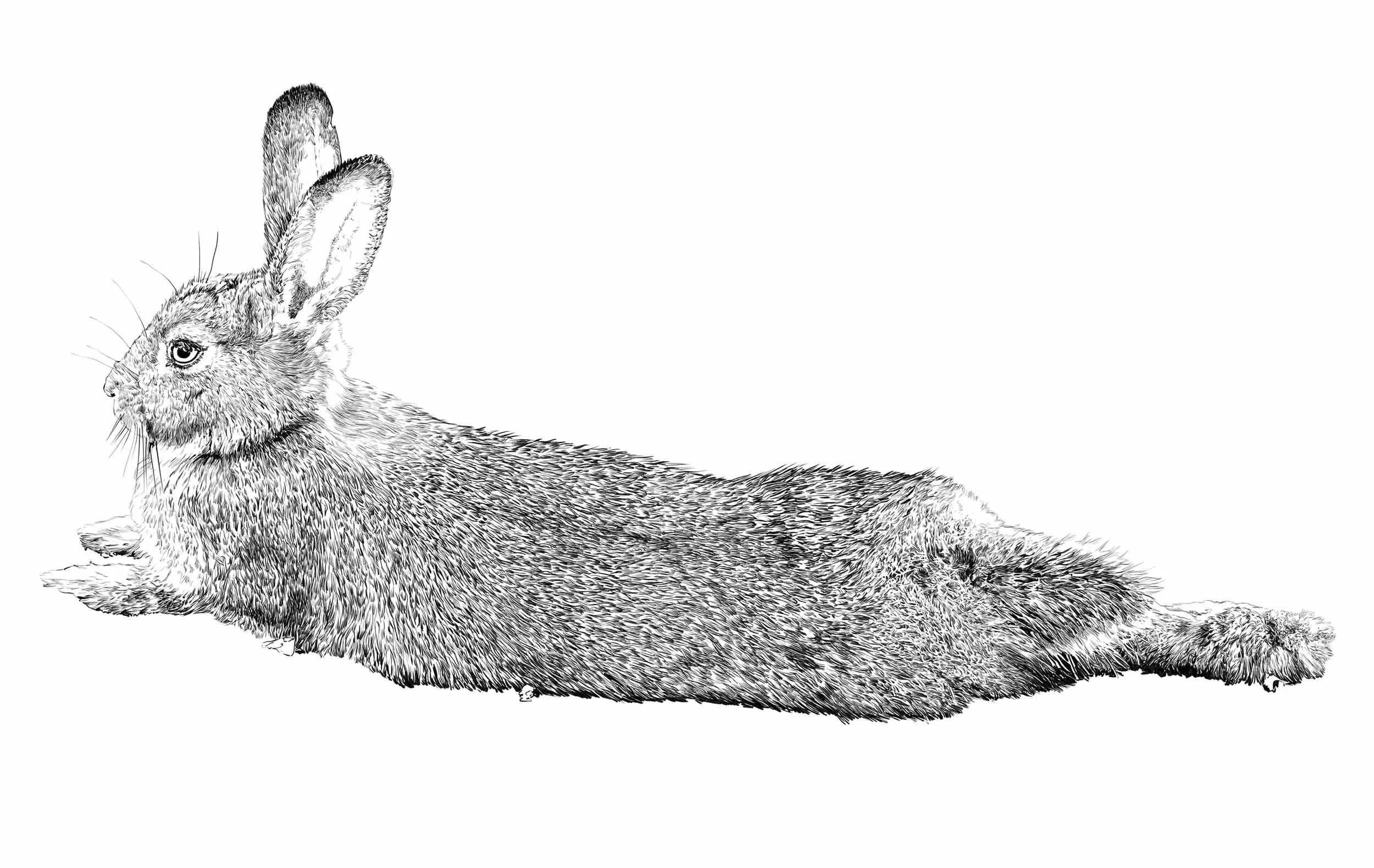 rabbit.jpg