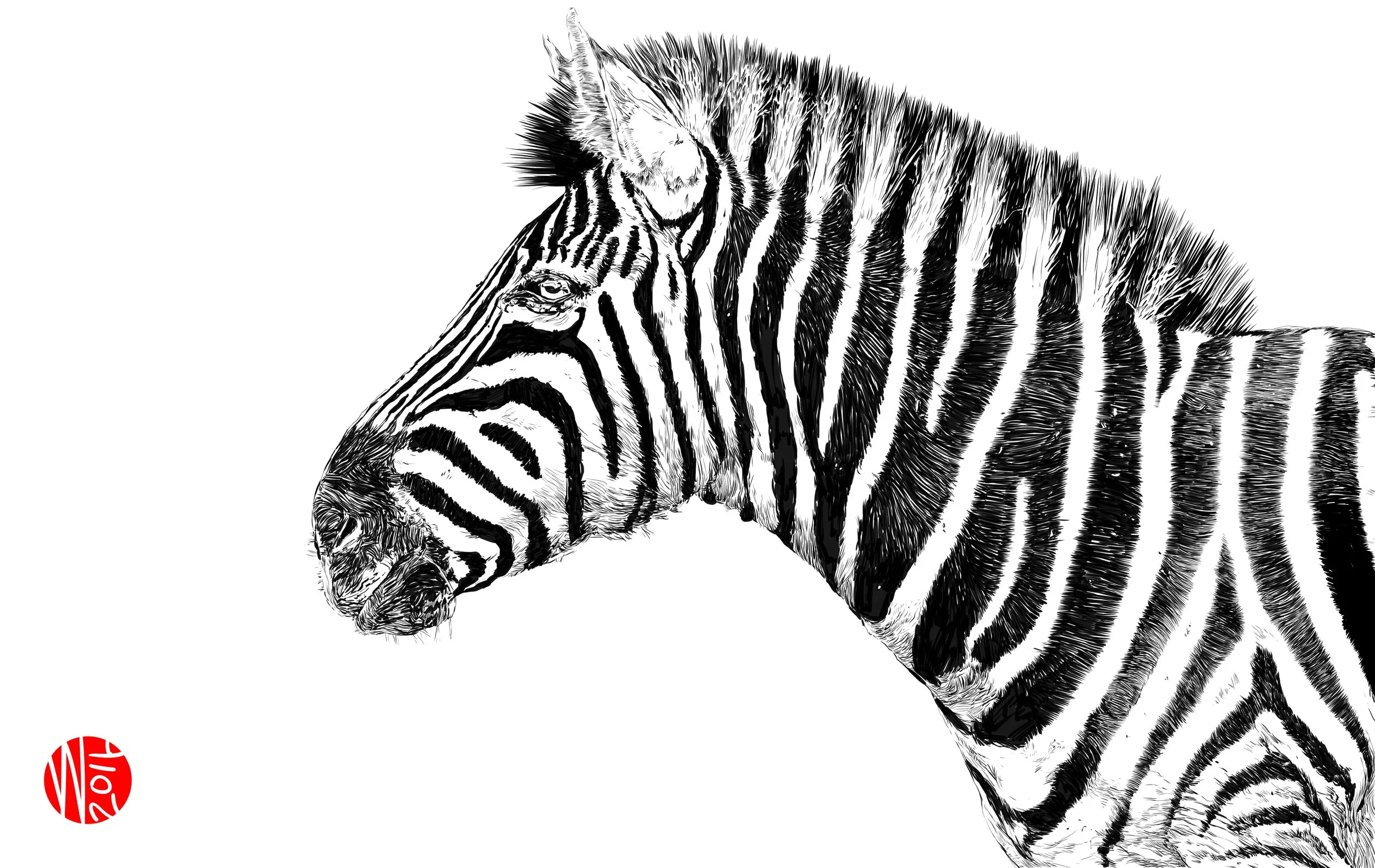 zebra.jpg