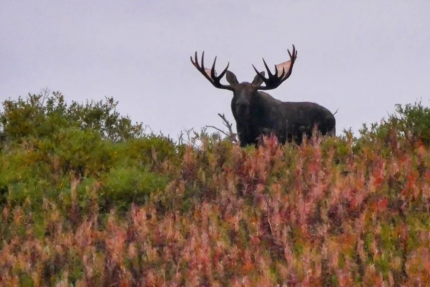 alaska-peninsula-moose.jpg