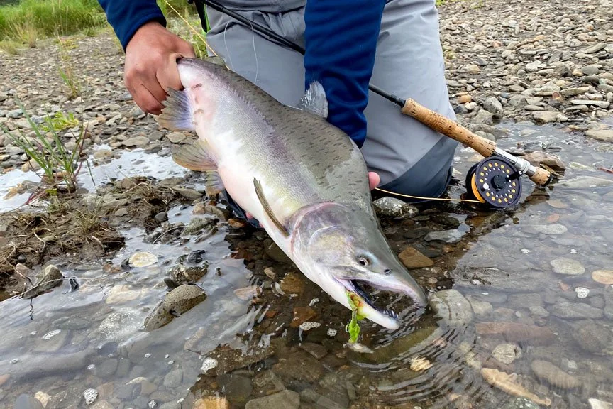 pink-salmon-fly-fishing-in-alaska.jpg