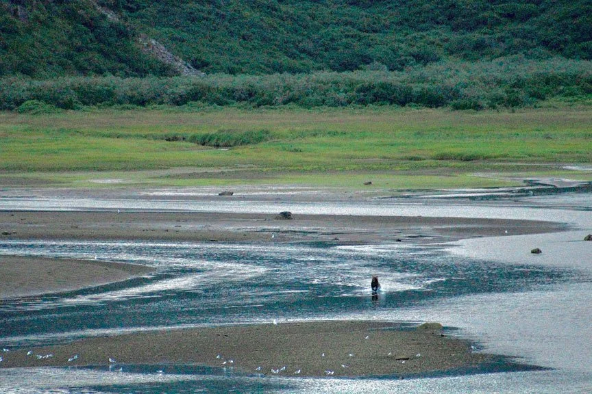 alaska-peninsula-grizzly-bear-viewing.jpg