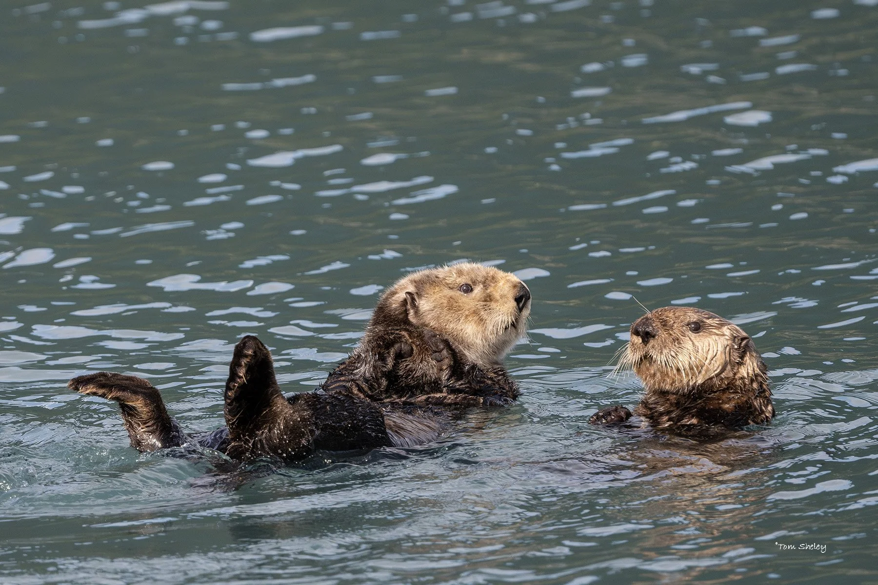 Sea-Otters-3-copy.jpg
