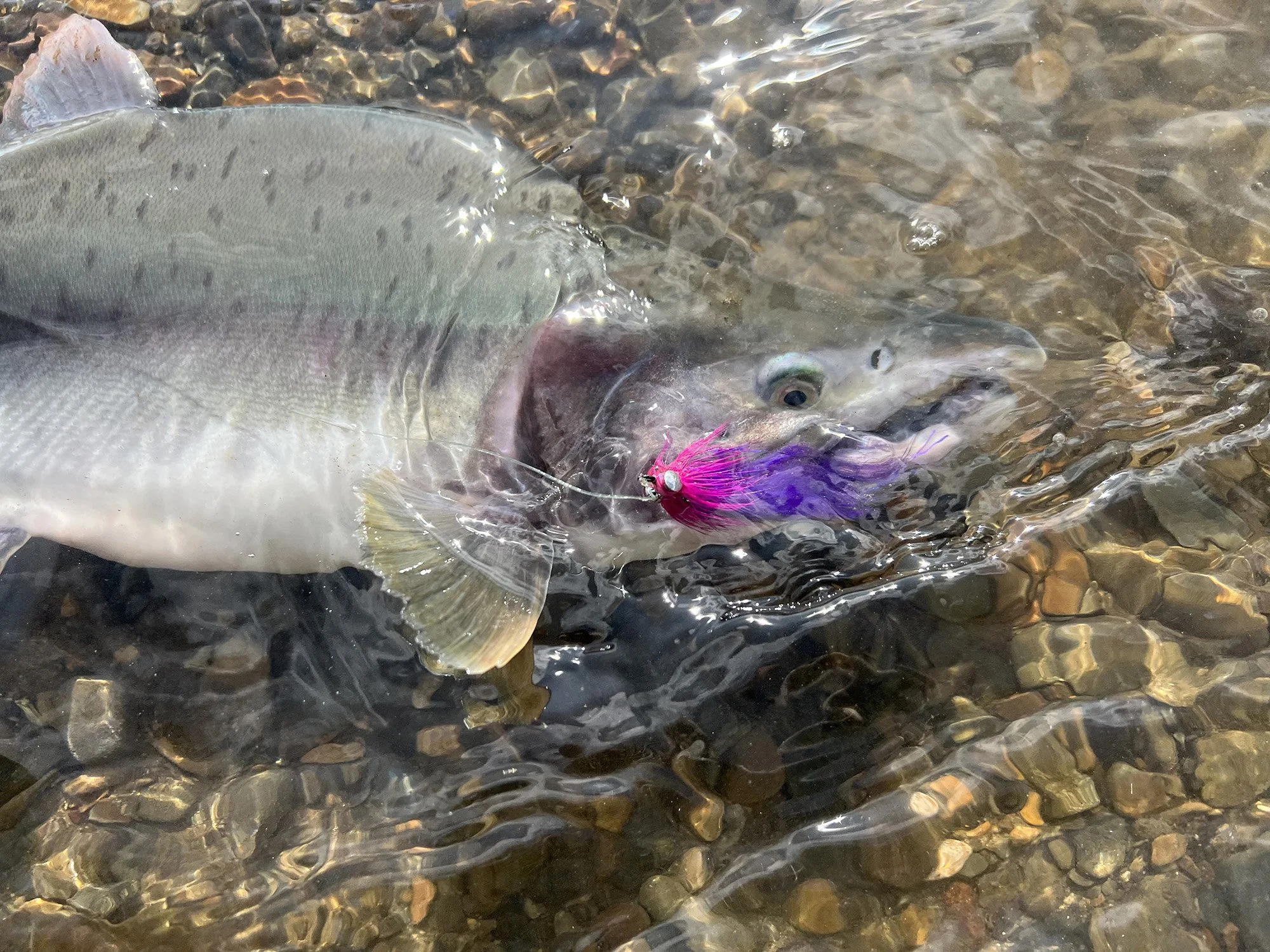 Pink-on-purple.9.02.2023.Tom-Sheley.jpg