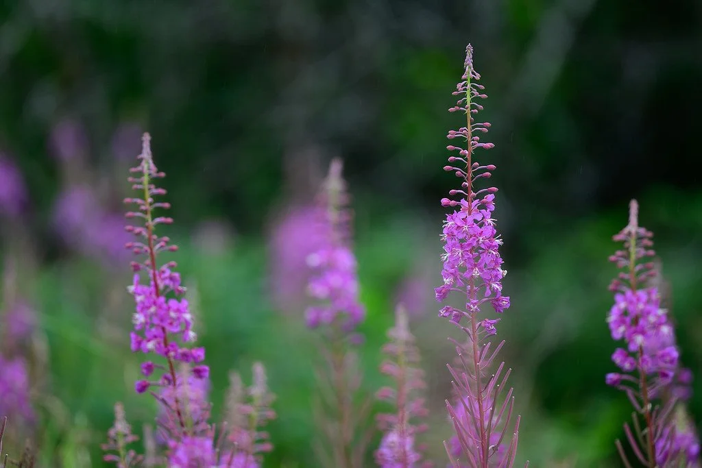 alaska-peninsula-fireweed.jpg