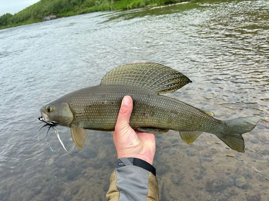 alaska-peninsula-grayling-fly-fishing.jpg