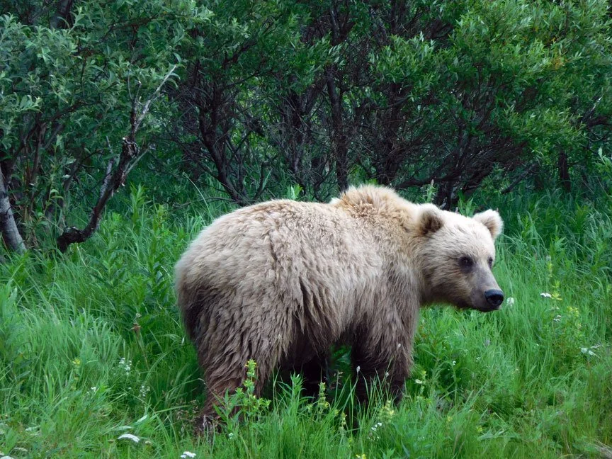 alaska-peninsula-brown-bears-viewing.jpg