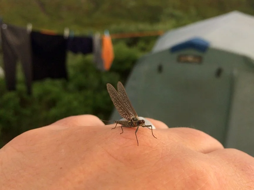 alaska-mayfly-hatch.jpg