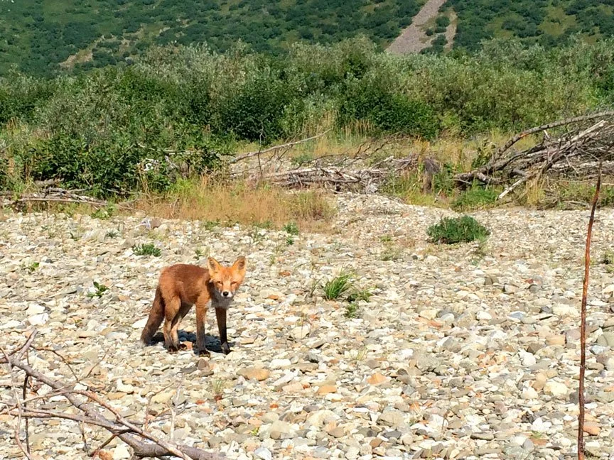 alaska-peninsula-wildlife-viewing.jpg