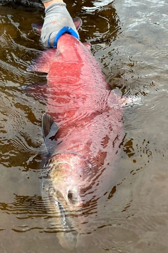 fly-fishing-for-king-salmon-bristol-bay.jpg