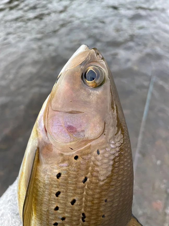 best-bristol-bay-fly-fishing-camp.jpg