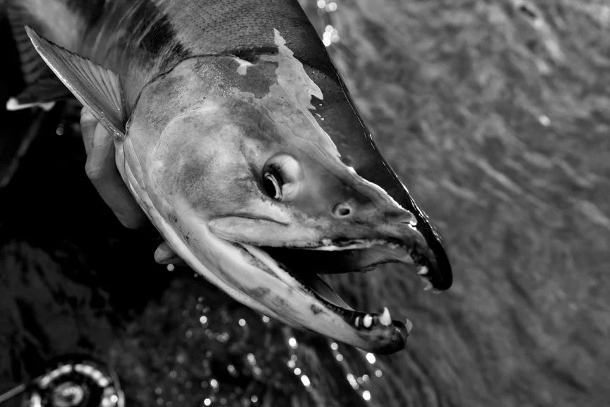 alaska-peninsula-fly-fishing-lodge.jpg