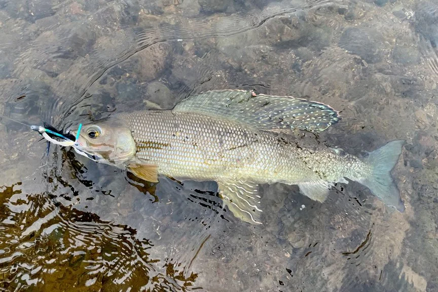alaska-peninsula-fly-fishing-for-grayling.jpg
