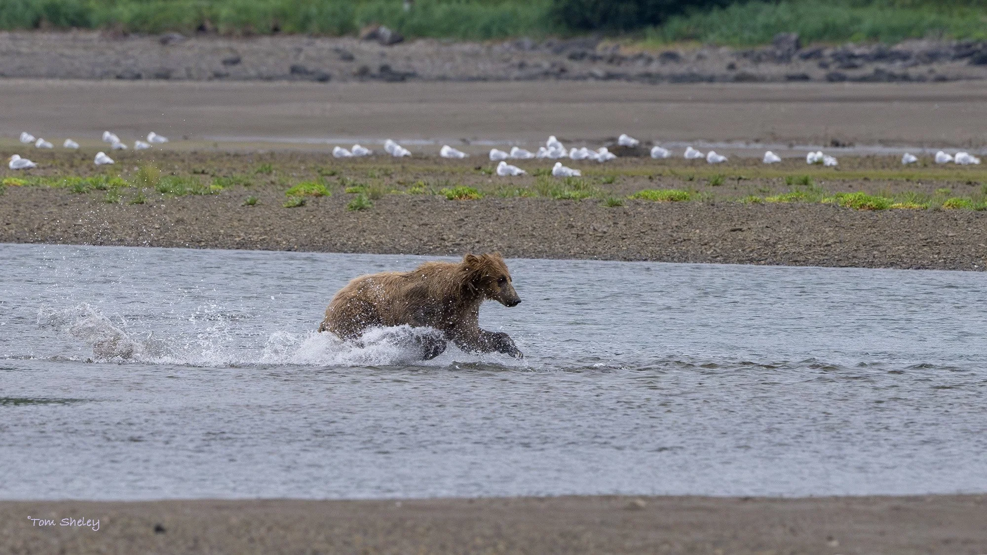 Alaskan-grizzly-on-the-feed.8.30.2023.Tom-Sheley.jpg