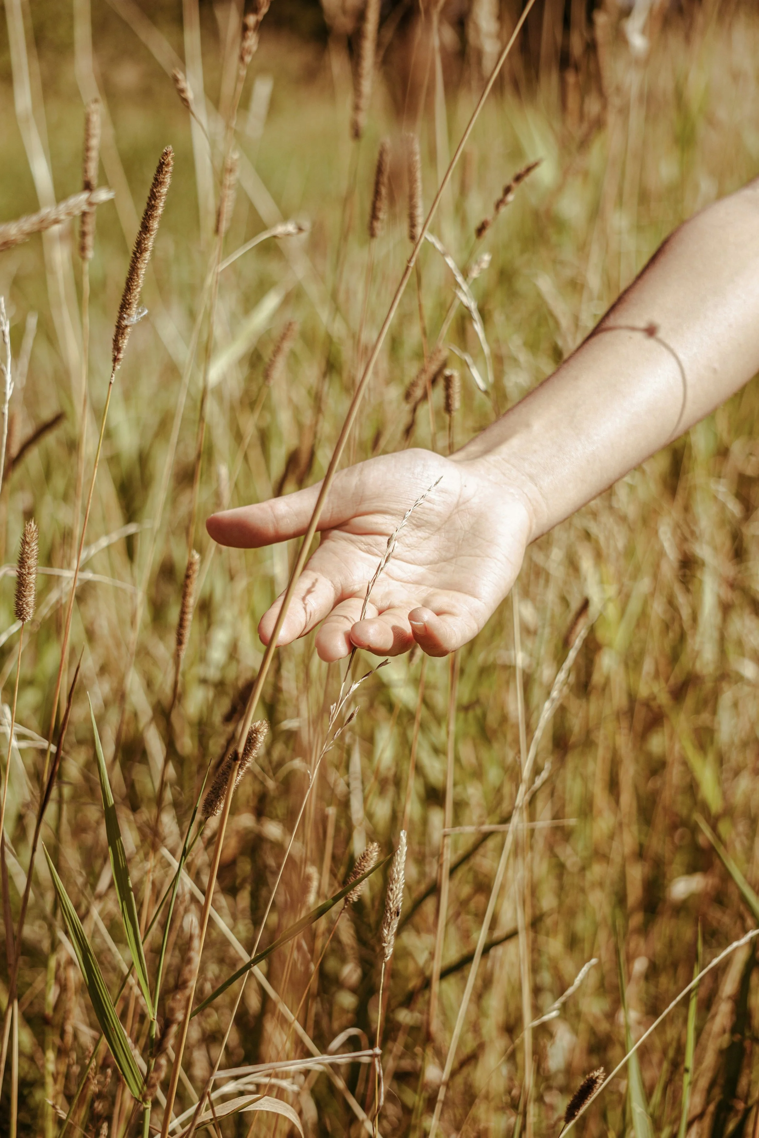 A person's hand gently touching tall grass in a field during daytime.