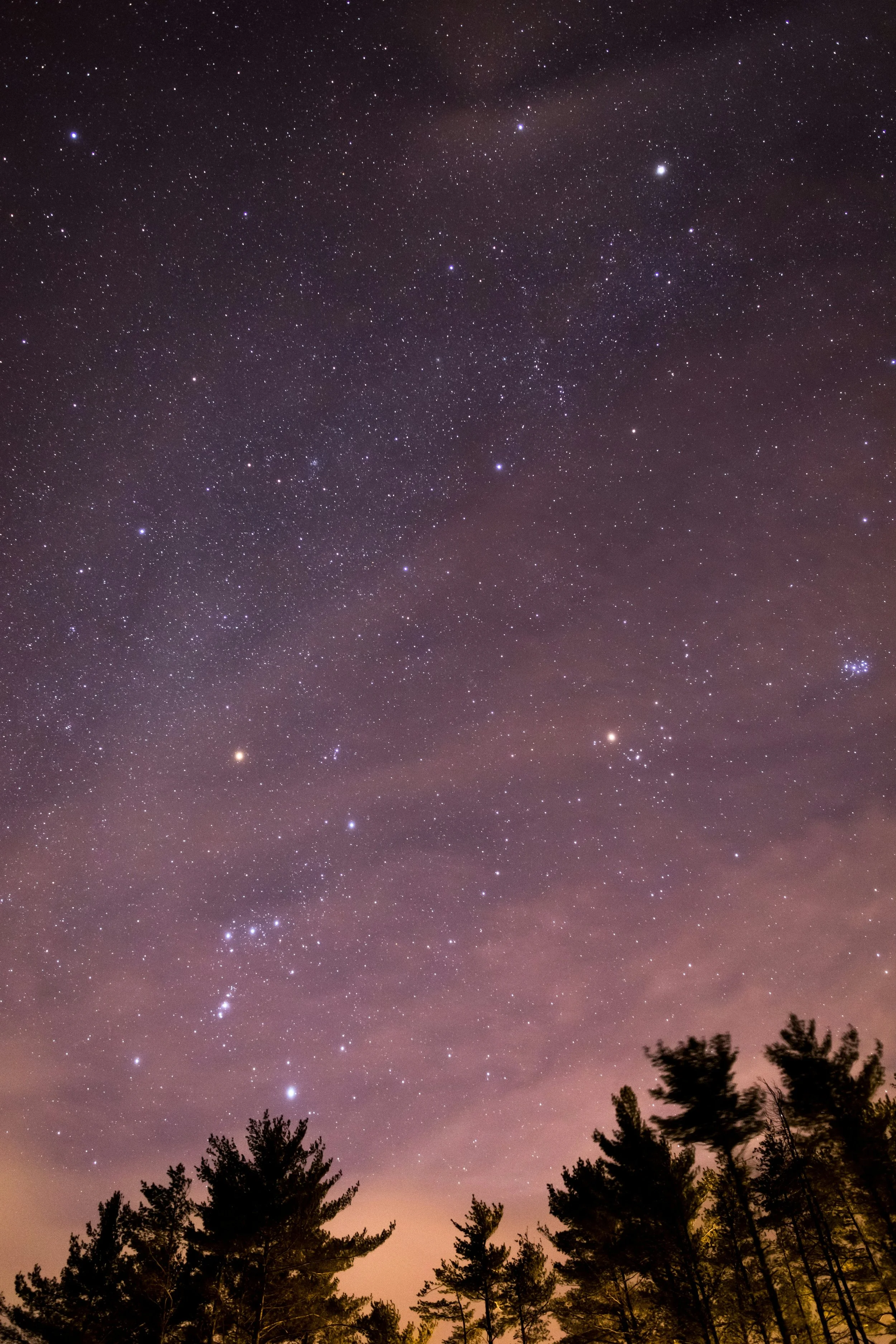 Night sky filled with stars above a forest of pine trees.