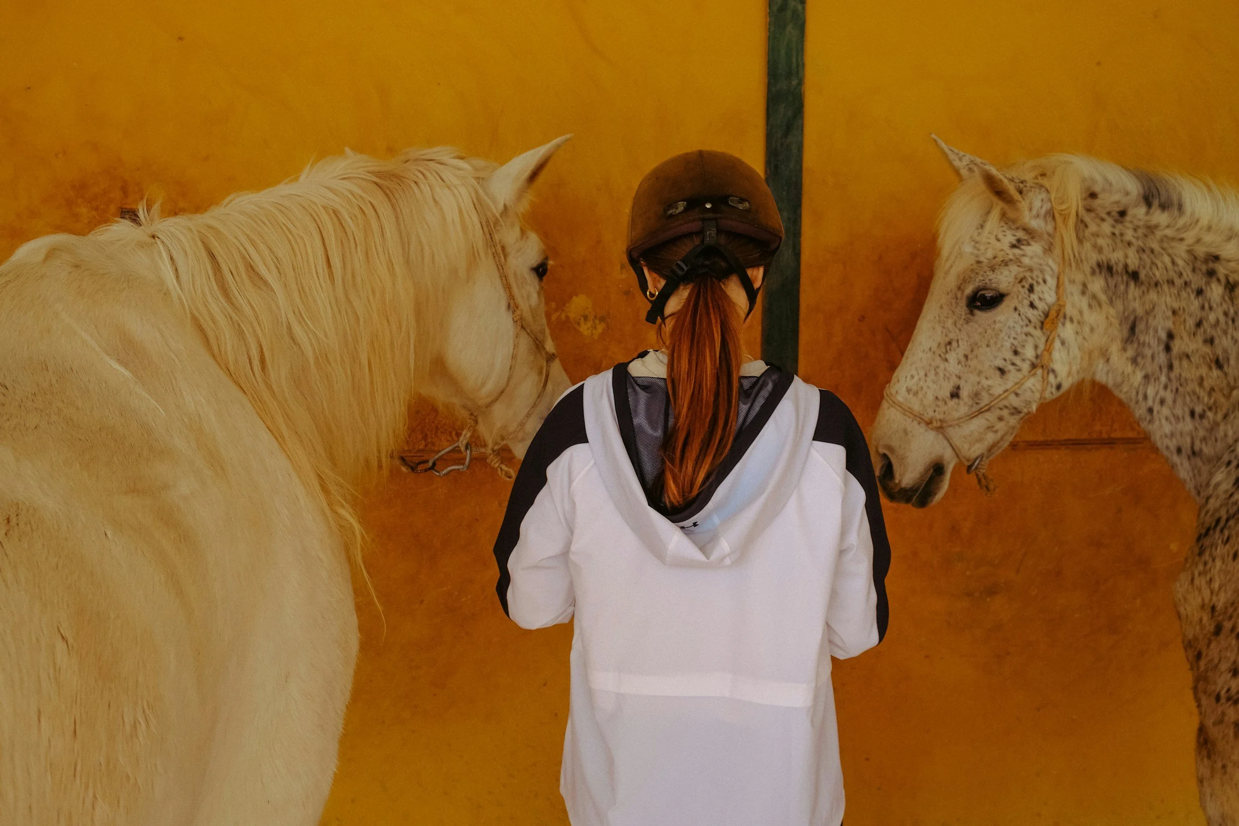 Person wearing a helmet and a white jacket with black sleeves, standing in front of two horses, one beige and the other white with black spots, inside a stable.