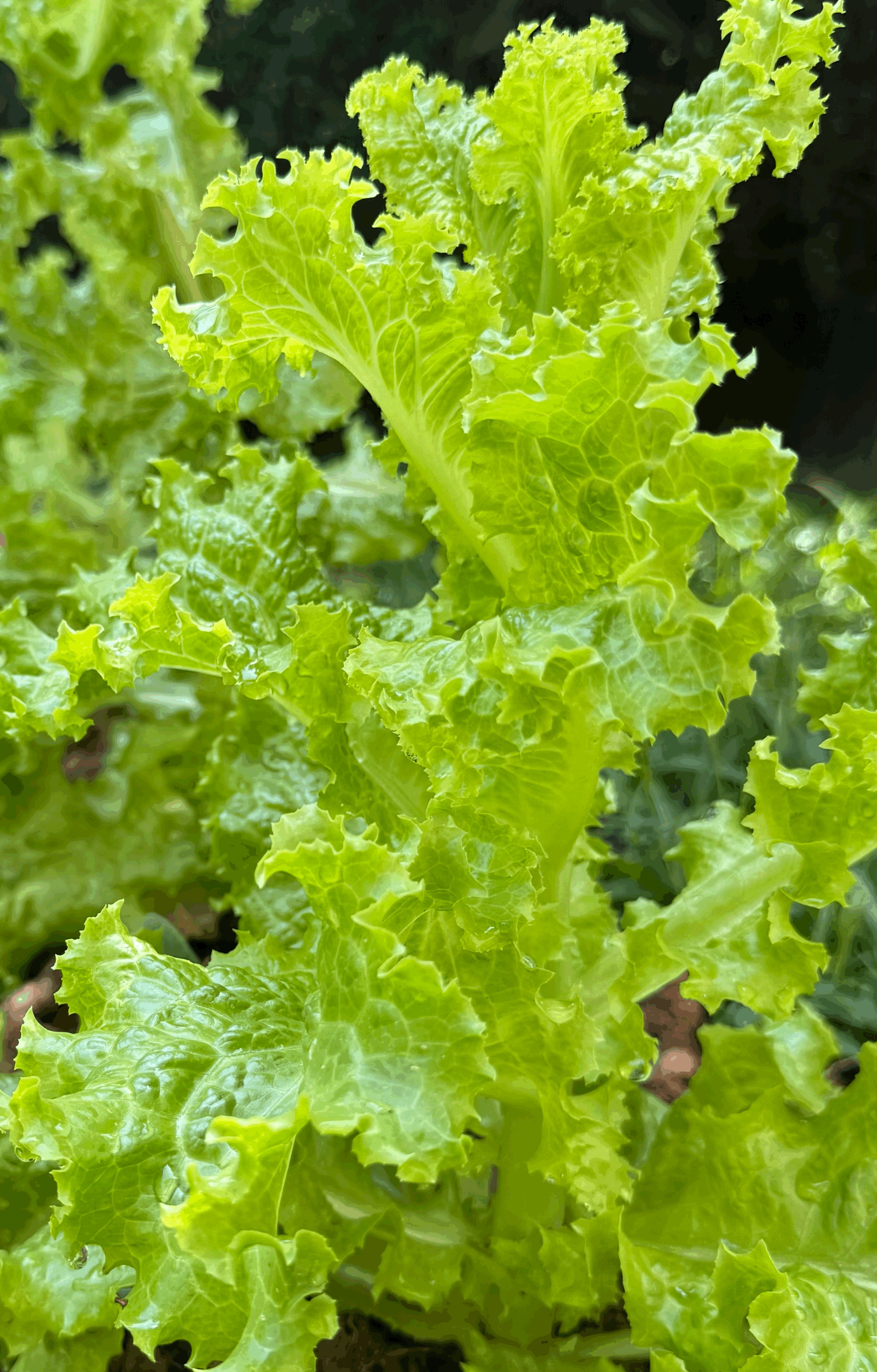 What is Biological Age and Why It Matters More Than Chronological Age