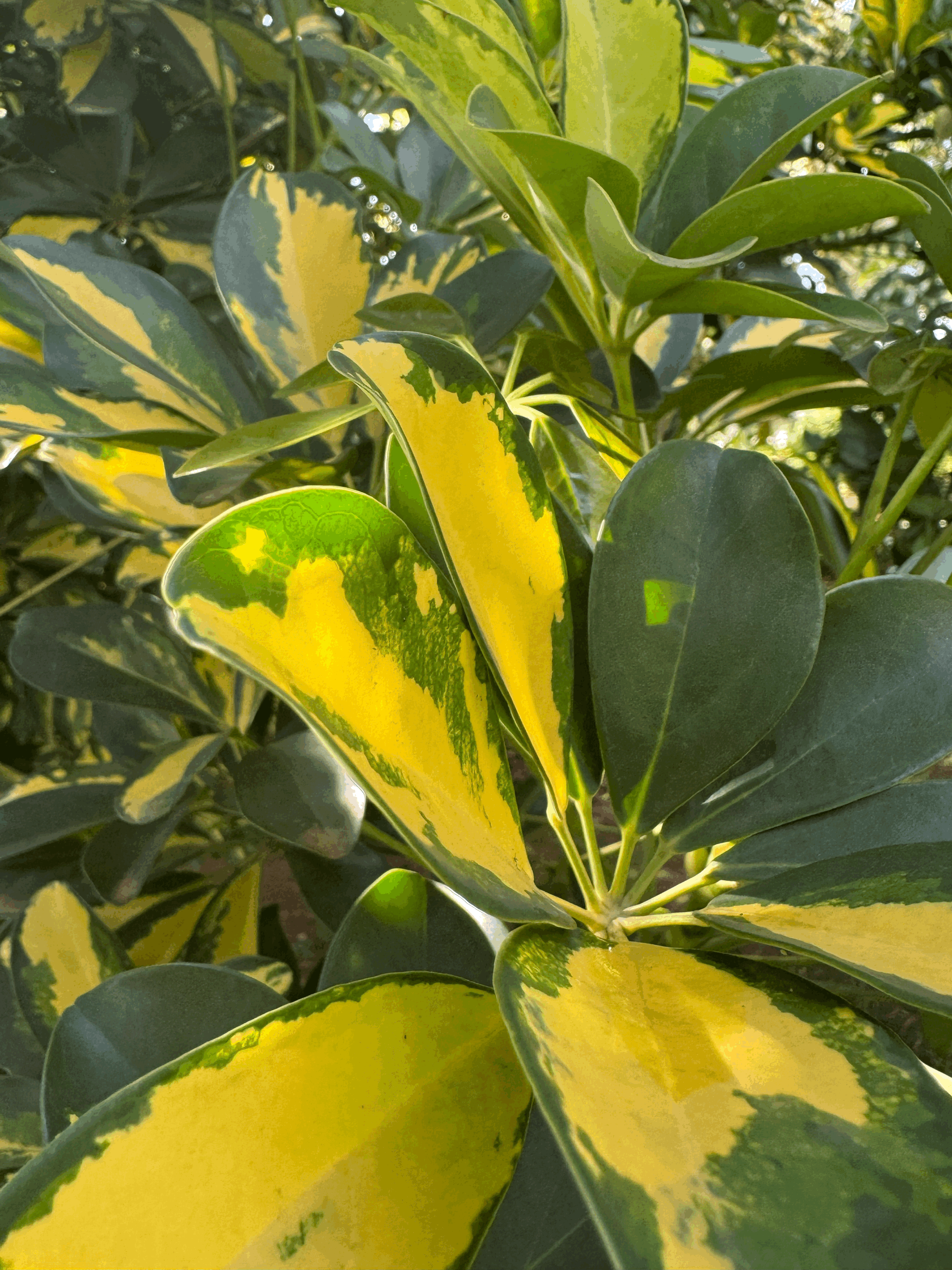 The Evolutionary Mismatch: Living Modern Life in an Ancient Body