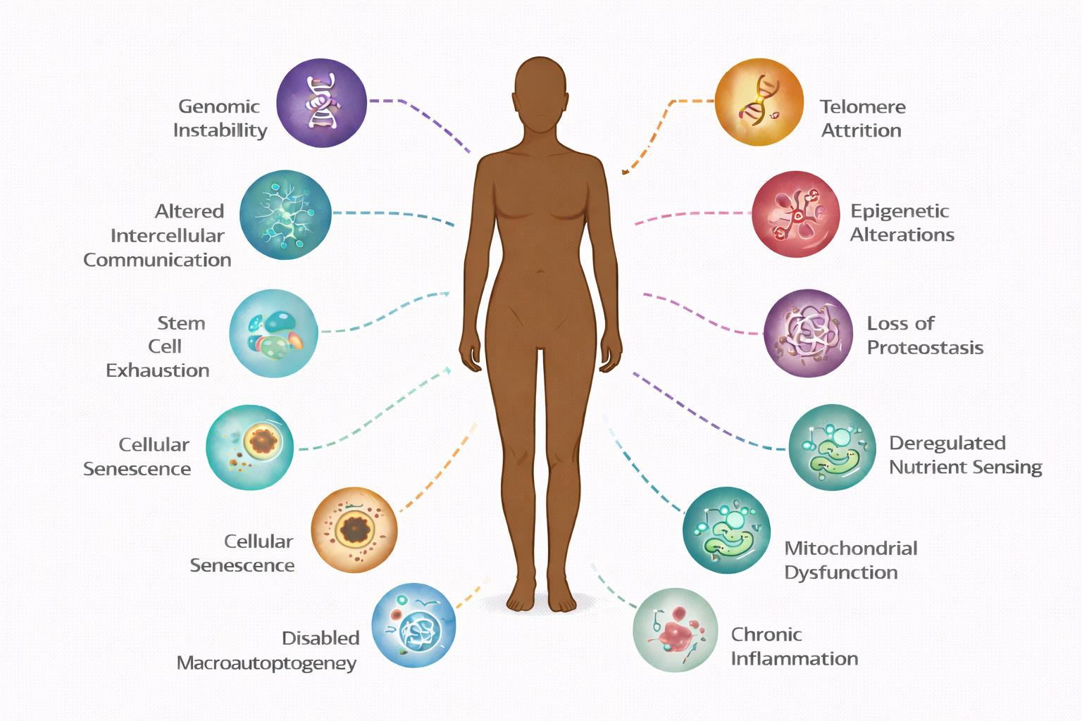 The Hallmarks of Aging: What actually changes in the body as we grow older