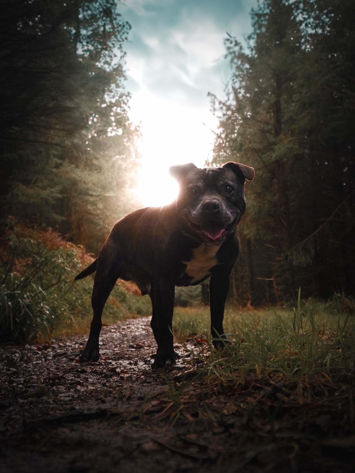 🐗🌲☀️

#staffy #kilkenny #ireland