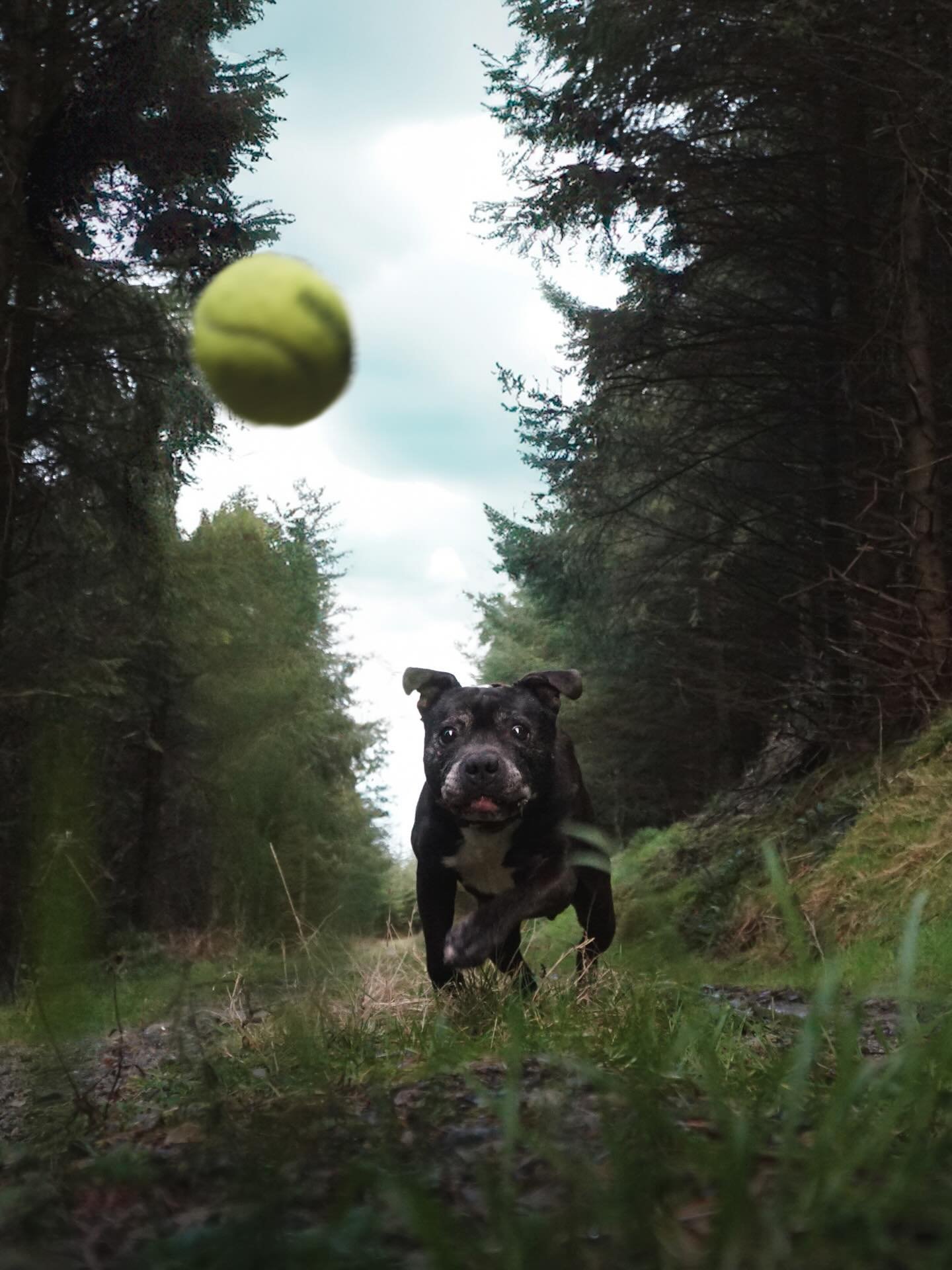 🎾🐗