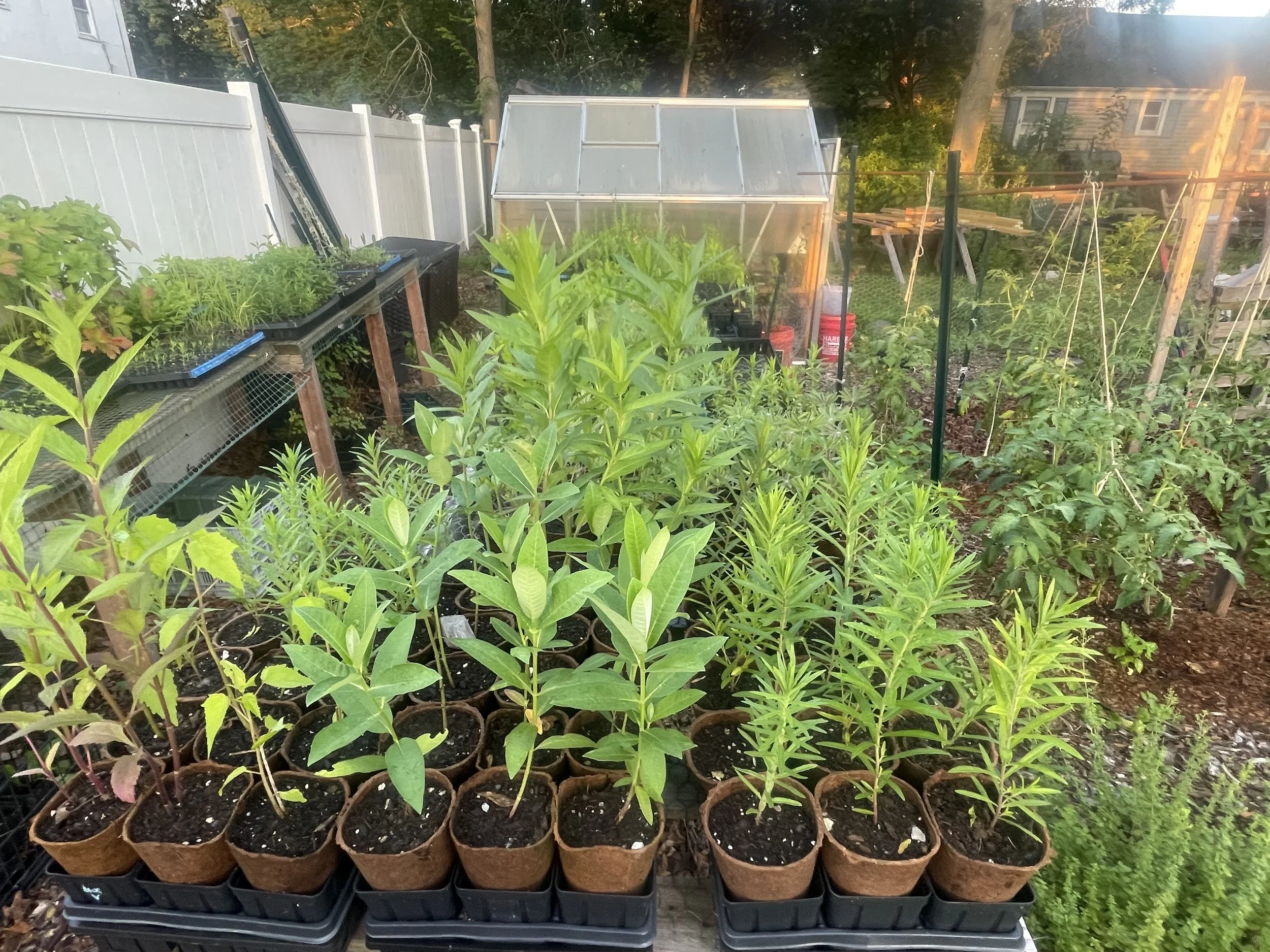 Plant Stock at The HOG Farm