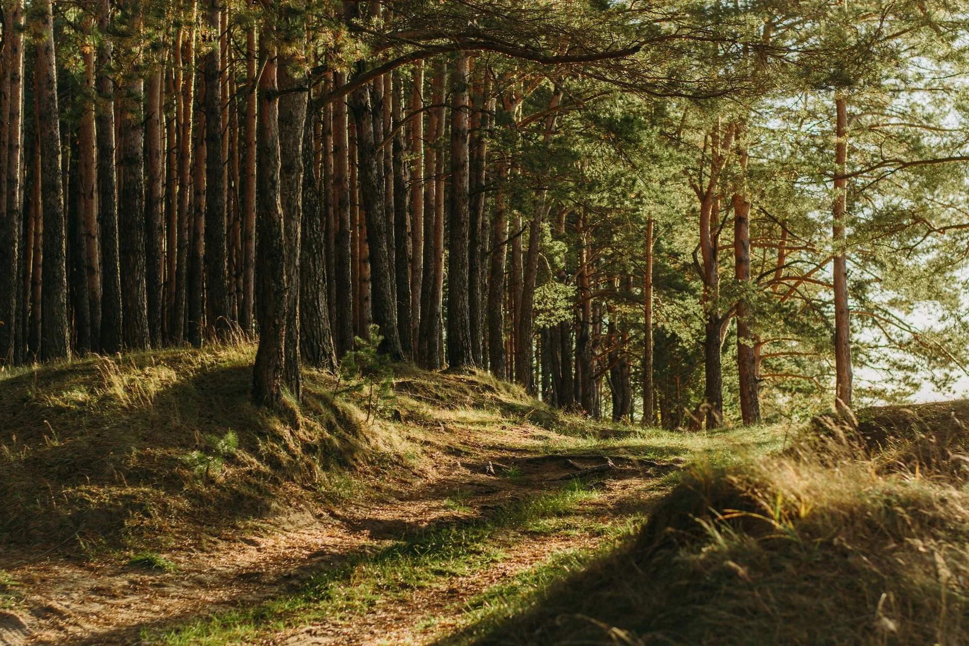 A forest trail with pine trees and mossy ground, illuminated by sunlight.