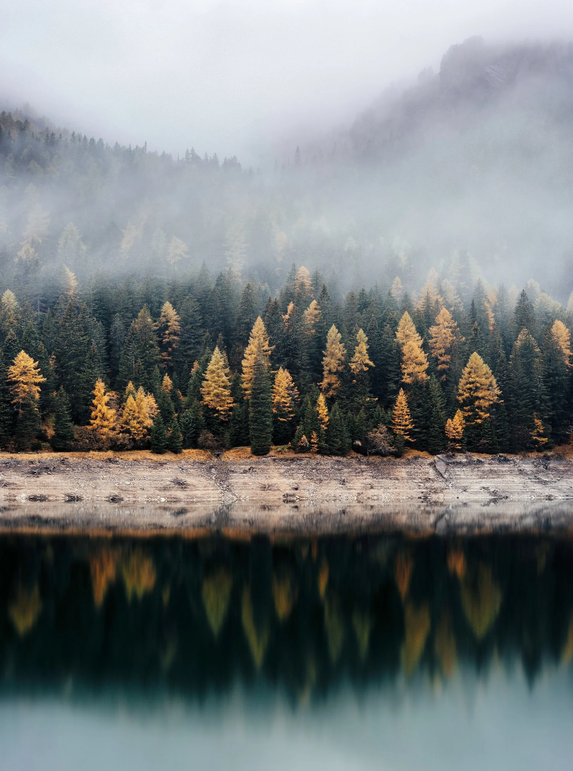 A foggy mountain landscape with evergreen trees and yellow-orange foliage reflected in a calm body of water.