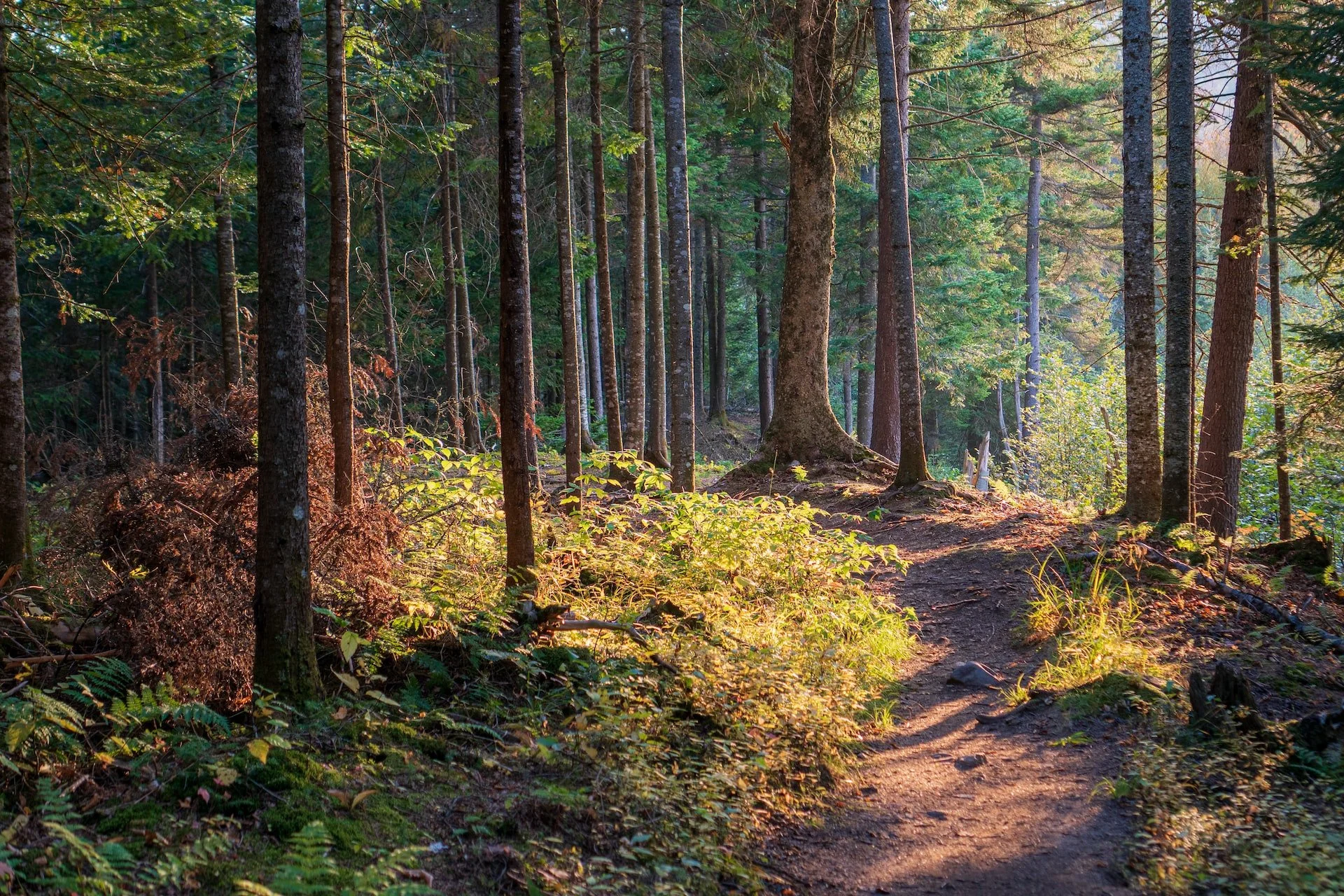 Sunlight filters through tall pine trees along a narrow dirt trail in a dense forest with various green foliage and plants.