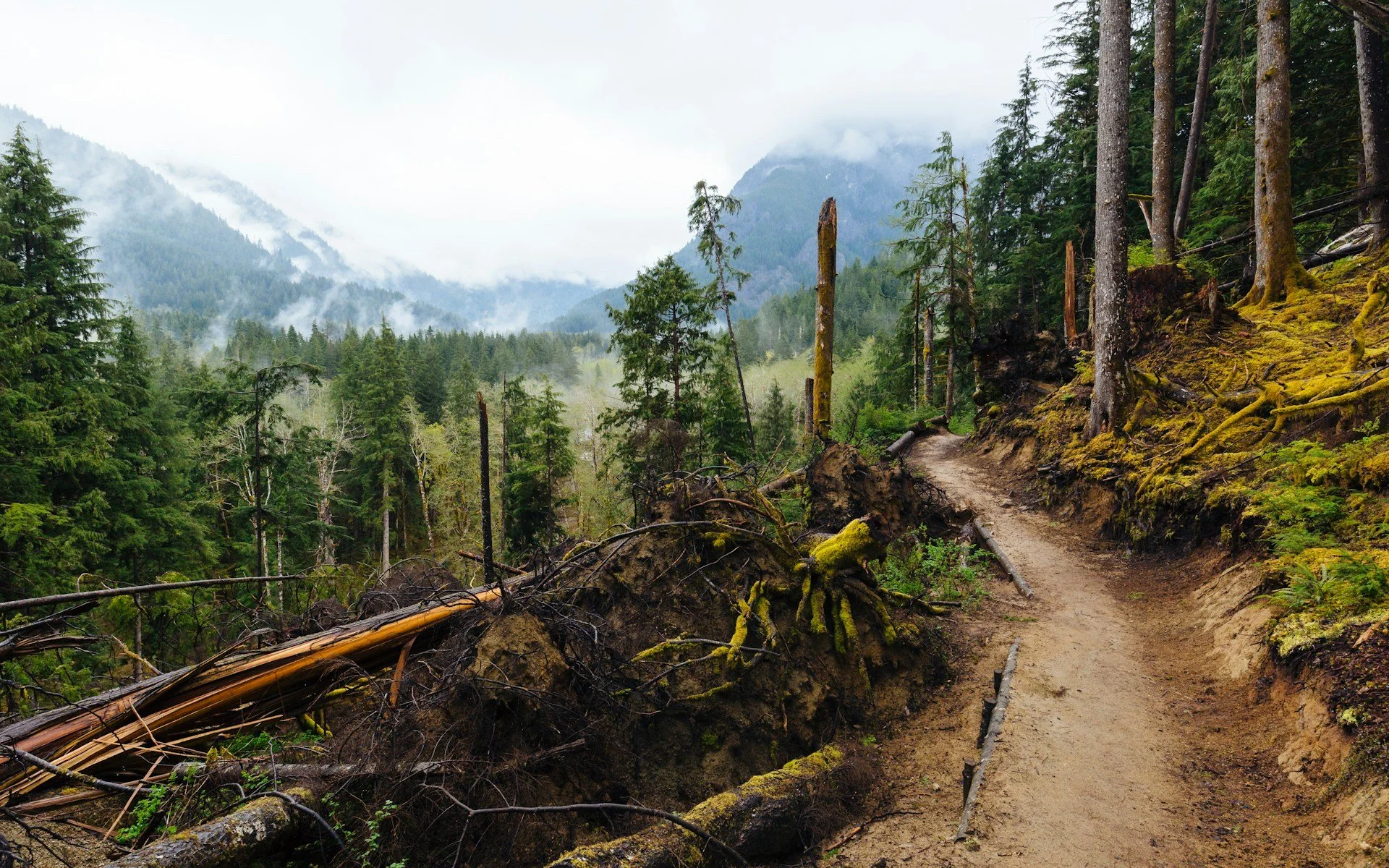 A damaged trail in a dense, foggy forest with fallen trees and roots blocking the path.